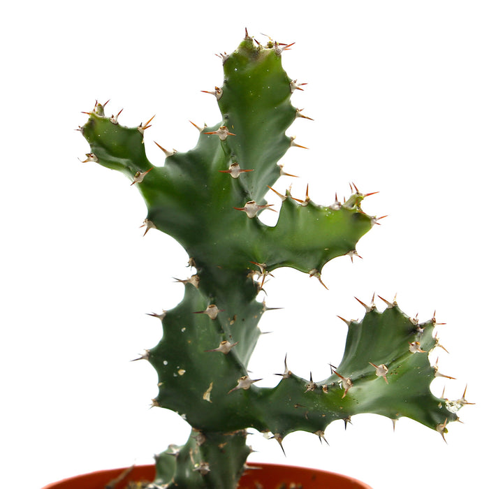Euphorbia Tortilis - Cactus en ligne