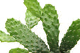 Opuntia Consolea Falcata - Cactus en ligne.