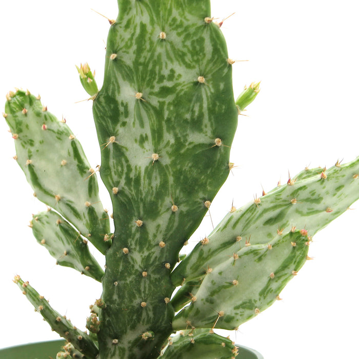Opuntia Monacantha Variegata - Cactus en ligne