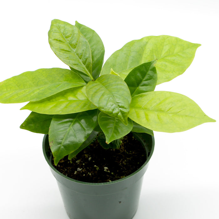 Coffea Arabica (Coffee Plant) - Cactus en ligne