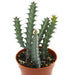 Euphorbia Greenwayi - Cactus en ligne