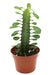 Euphorbia Trigona Green - Cactus en ligne