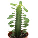 Euphorbia Trigona Green - Cactus en ligne