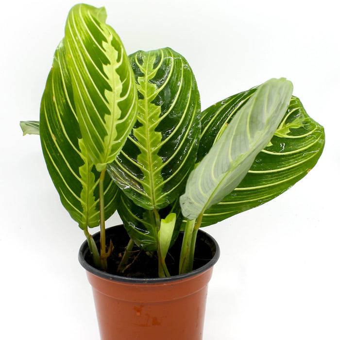 prayer plant cactus soil Maranta Lime Prayer Plant — Cactus en Ligne