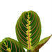 Calathea Maranta 4'' - Cactus en ligne
