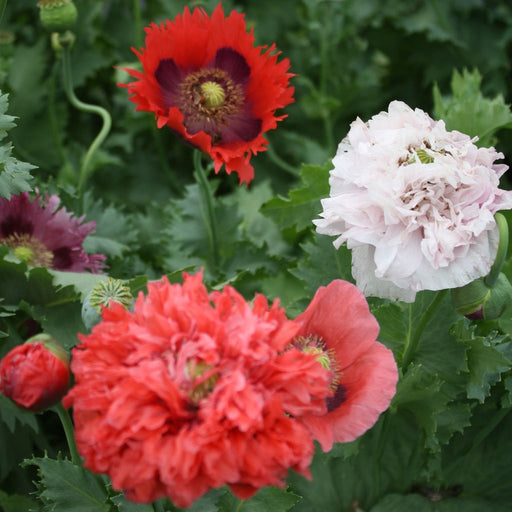 Poppy Mix - Cactus en ligne