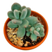 Pachyphytum 'Blue Haze' - Cactus en ligne