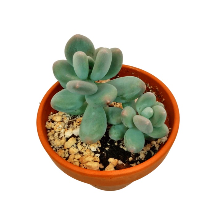 blue haze succulent Pachyphytum 'Blue Haze' — Cactus en Ligne
