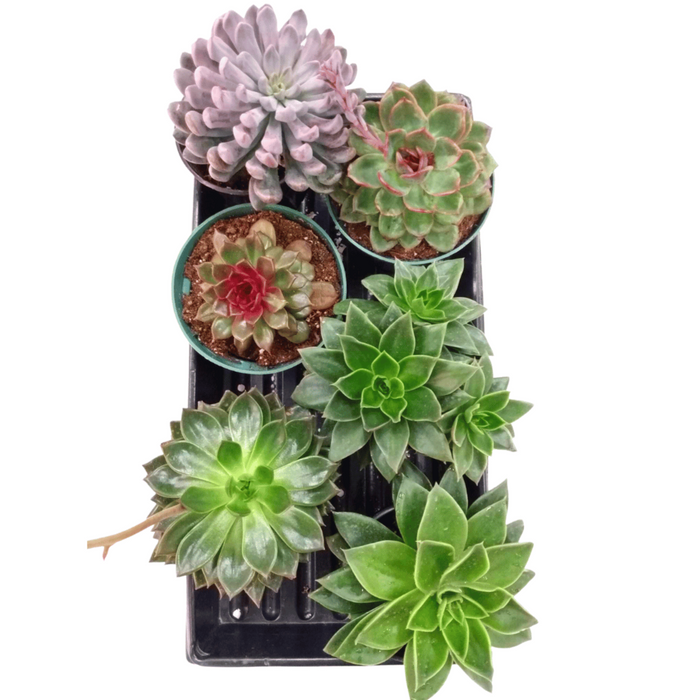 Sweet Succulents Pack 5-6''
