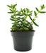 Delosperma echinatum Pickle Plant 4" - Cactus en ligne