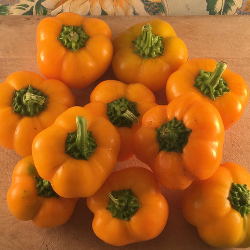 Golden Bell Peppers - Cactus en ligne