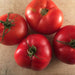 Montreal Tasty Tomatoes - Cactus en ligne
