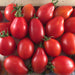 Red Elongated Tomatoes Fiaschetto - Cactus en ligne