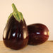 Italian Eggplant - Cactus en ligne