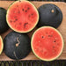 Blacktail Mountain Watermelon - Cactus en ligne