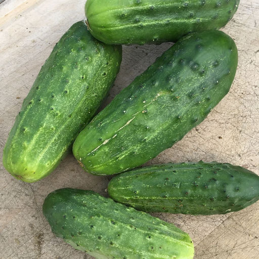 Short Green Cucumbers - Cactus en ligne