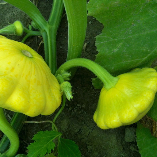 Golden Scallopini Squash - Cactus en ligne