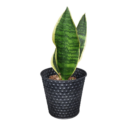 Sansevieria Menthe Verte - Plante D'Intérieur 45-55 Cm - Pot 14 Cm - Résistante Et Purifiante