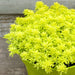 Sedum Japonicum Tokyo Sun Yellow - Cactus en ligne