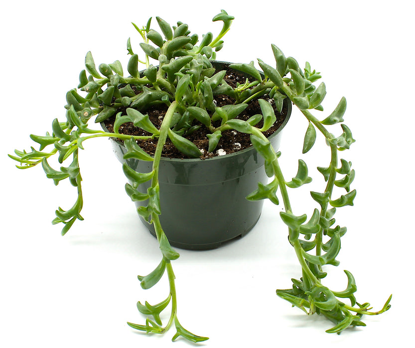 dolphin succulent canada Senecio Peregrinus 'String of Dolphins' — Cactus en Ligne