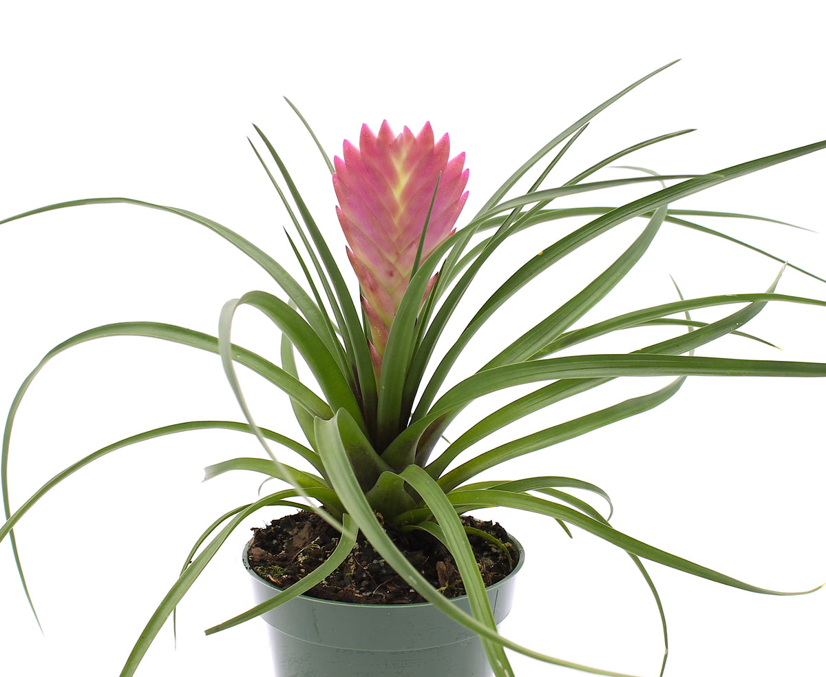 Tillandsia Cyanea 4