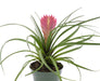 Tillandsia Cyanea 4'' - Cactus en ligne