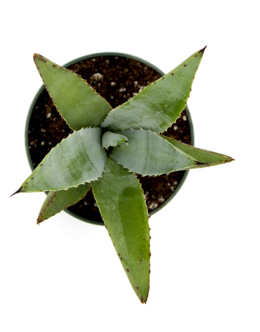 Agave Shreveii Magna 4'' - Cactus en ligne