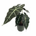 Alocasia Polly 4'' - Cactus en ligne