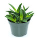 Aloe Black Gem 4'' - Cactus en ligne
