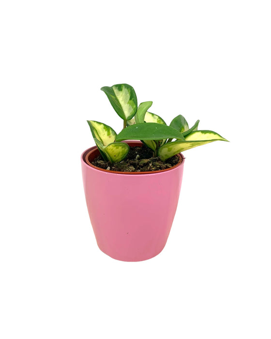 Hoya Carnosa Tricolor Krimson Princess 2.5" - Cactus en ligne