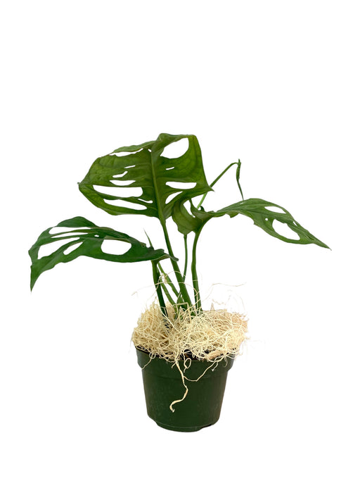 Philodendron Monstera Adansonii 'Swiss Cheese' - Cactus en ligne