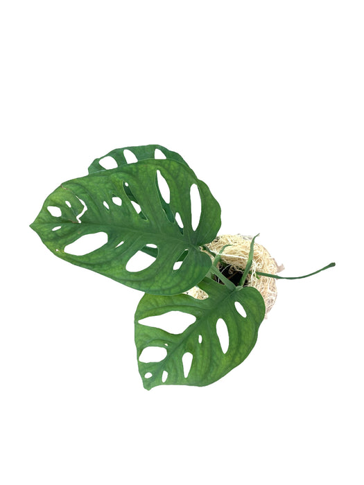 is monstera adansonii a philodendron Philodendron Monstera Adansonii — Cactus en Ligne