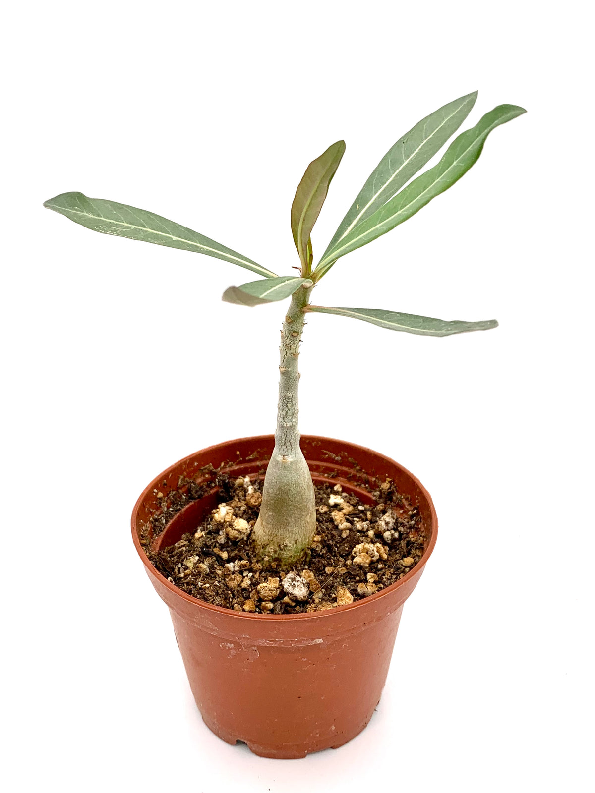 Adenium somalense var. crispum 2.5