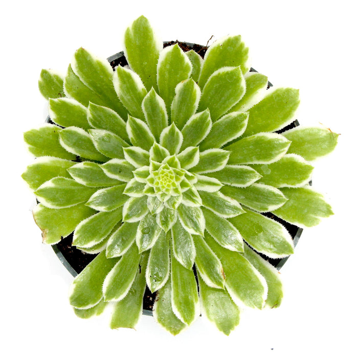 Aeonium "emerald ice" 4" - Cactus en ligne