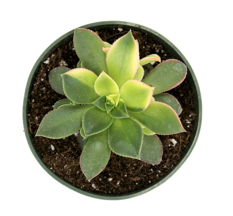 kiwi verde succulent Aeonium Kiwi — Cactus en Ligne