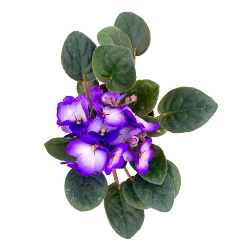 African Violet 4" - Cactus en ligne