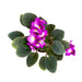 African Violet 4" - Cactus en ligne