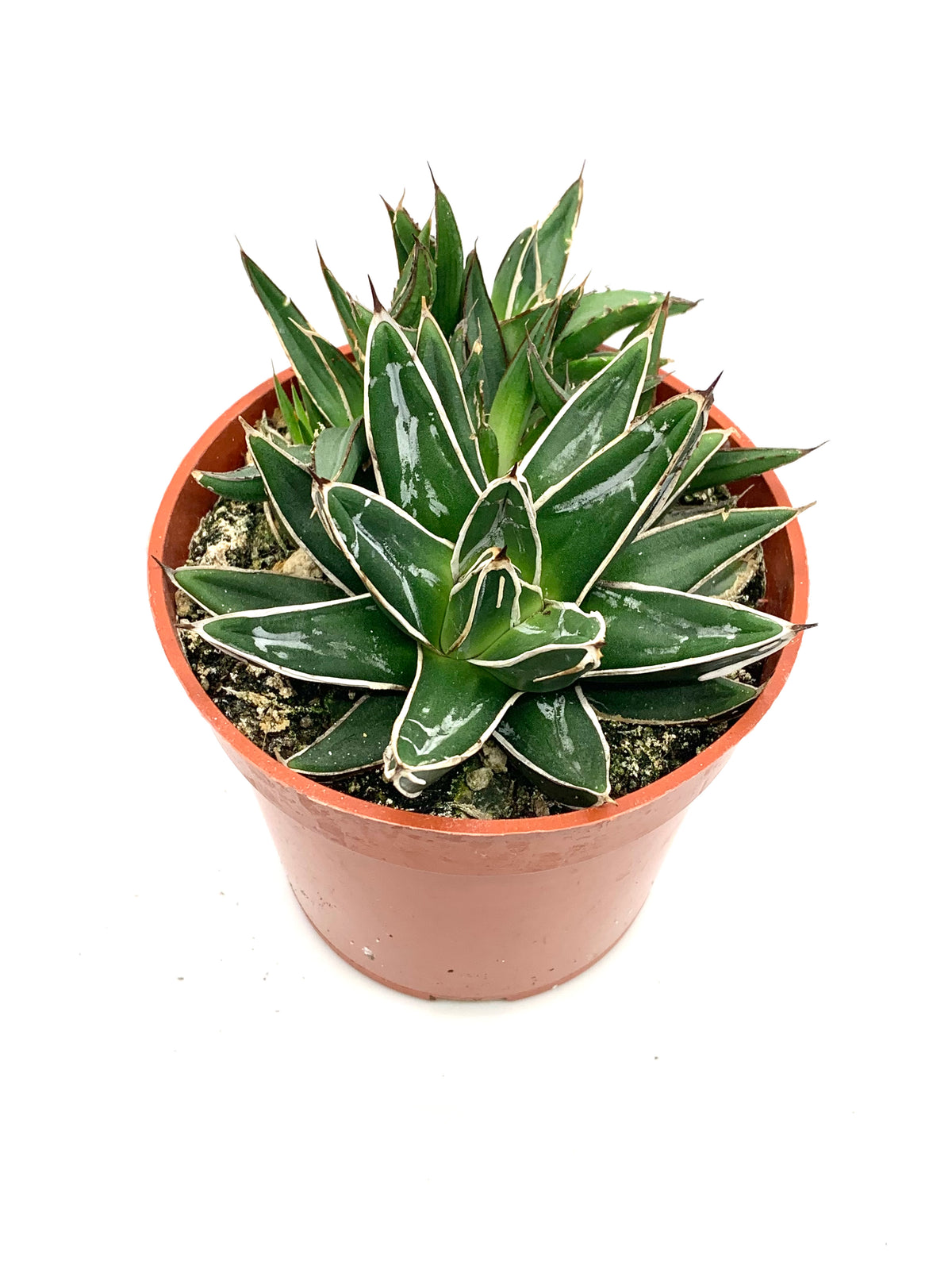 Agave Victoriae-Reginae 4