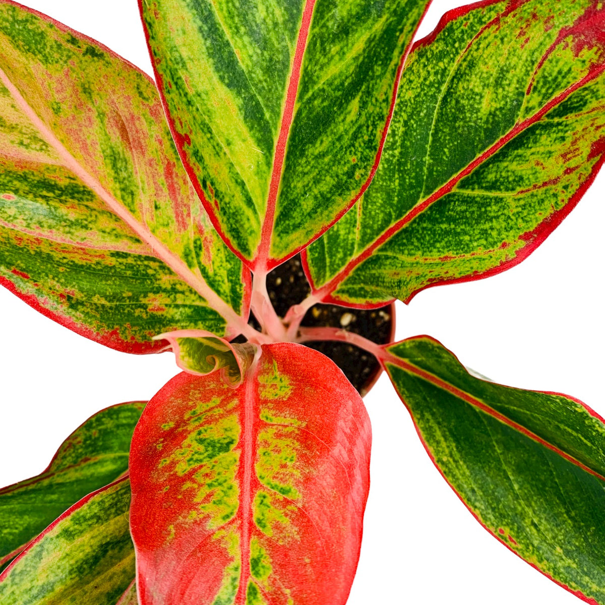 aglaonema queen of siam Aglaonema 'Siam Aurora' — Cactus en Ligne