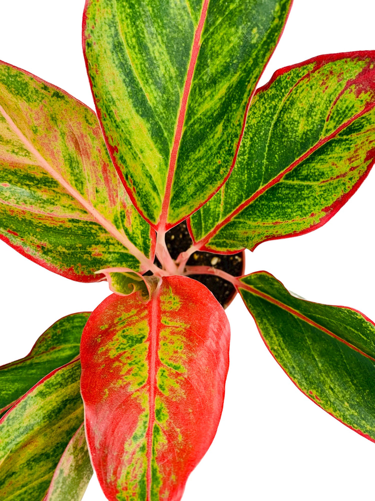 aglaonema siam wg Aglaonema 'Siam Aurora' — Cactus en Ligne