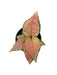 Aglaonema Lucky Red - Cactus en ligne