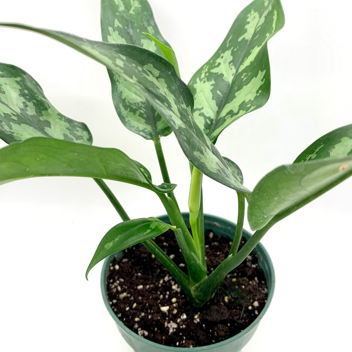 aglaonema maria in karma pot Aglaonema Maria 4" — Cactus en Ligne