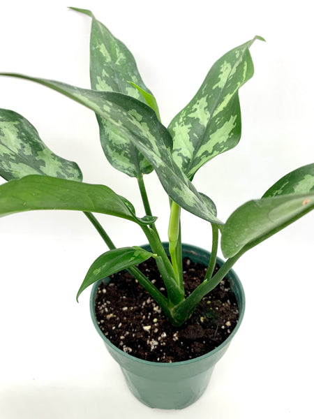 aglaonema maria compacta Aglaonema Maria 4" — Cactus en Ligne