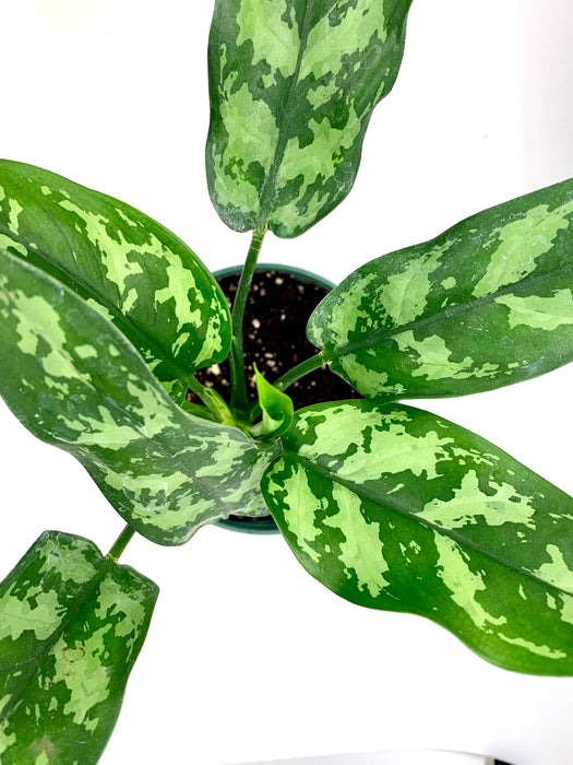 aglaonema maria entretien Aglaonema Maria — Cactus en Ligne