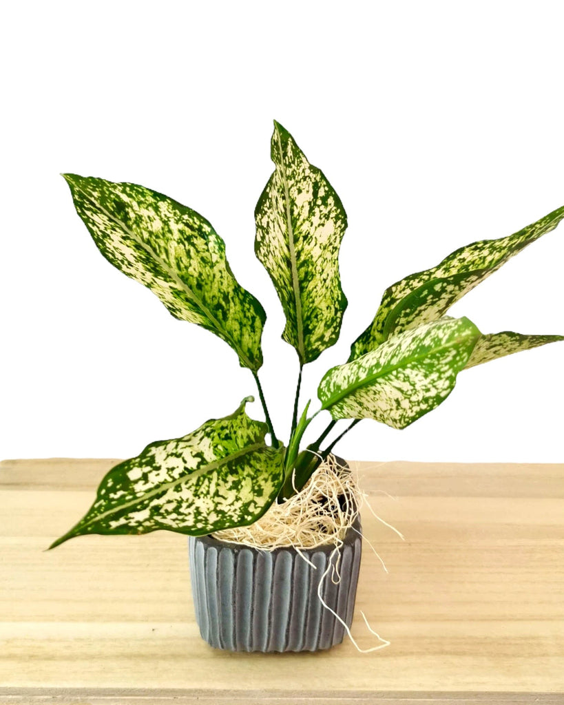 aglaonema osaka plant Aglaonema Osaka 3.25" — Cactus en Ligne