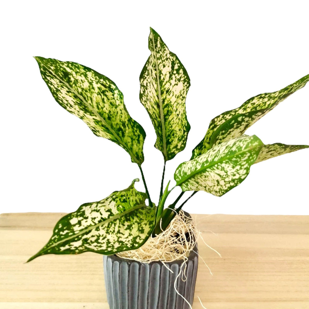 Aglaonema Osaka 3.25