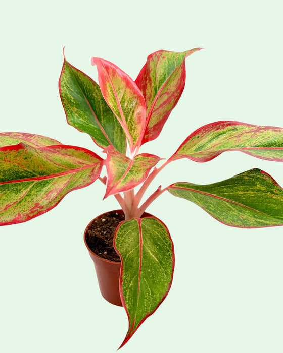 aglaonema siam wg Aglaonema 'Siam Aurora' — Cactus en Ligne