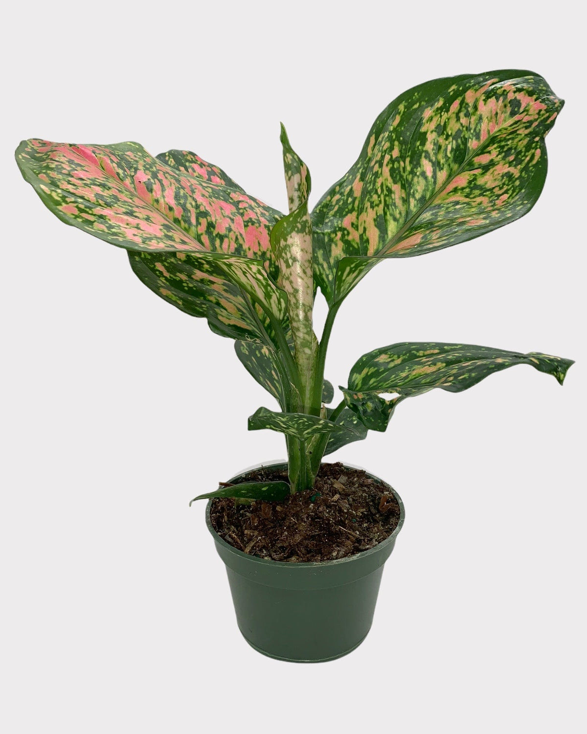 black indoor planter 55 Rubber Leaf Artificial Plant in Black Planter with Stand (Real Touch)