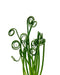 Albuca Spiralis - Frizzle Sizzle - Cactus en ligne