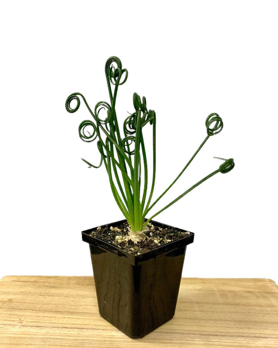 sizzle frizzle succulent Albuca Spiralis 'Frizzle Sizzle' — Cactus en Ligne